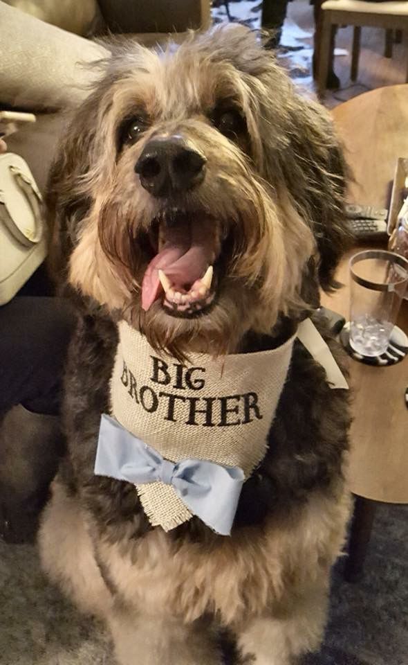 The Times Cutest Pets of Winter 2018